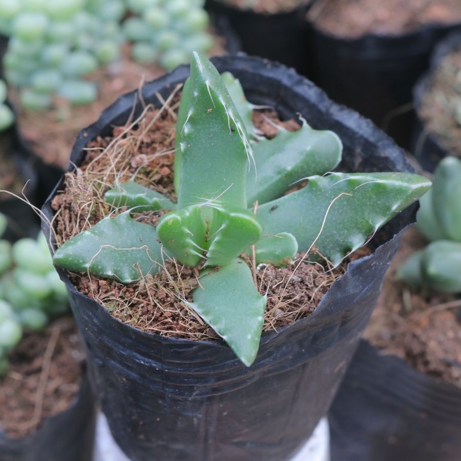 Sen đá bầu Đà Lạt - Combo 12 giống sen đá ngẫu nhiên đẹp nhất vườn LAFA GARDEN