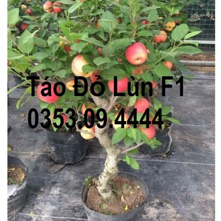 CÂY GIỐNG TÁO ĐỎ LÙN F1 Chuẩn ĐH Nông Nghiệp 1