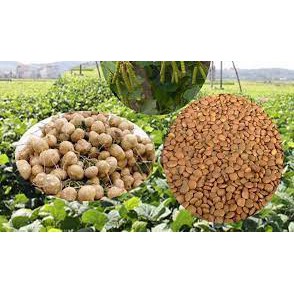 1 KG HẠT CỦ ĐẬU (HÀNG DỜI)