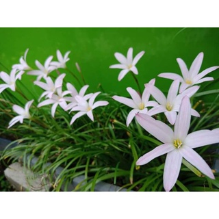 Củ Huệ mưa ( củ mẹ)