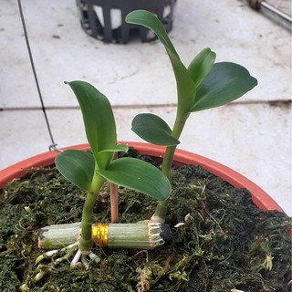 Cây giống năm nhất phong lan phi điệp hay giả hạc - Kie 51 lanphoben