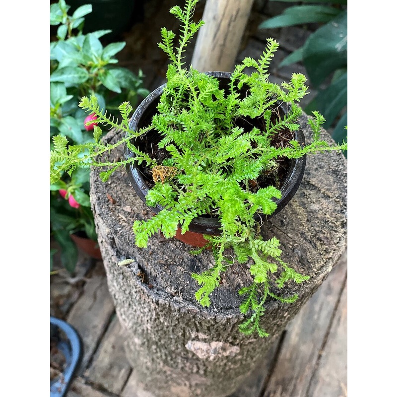 Cây Selaginella kraussiana Aurea (Rêu Hoàng Kim) chậu nhựa 8cm