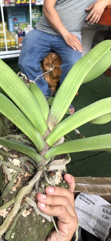 trâu thái bóc trụ cây cỡ trung