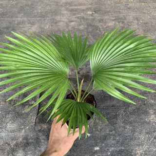 Cây cọ nhật để bàn cao 25cm, tán lá xanh tươi thanh lọc không khí rất tốt, cây cảnh phong thủy trồng nội thất và để bàn