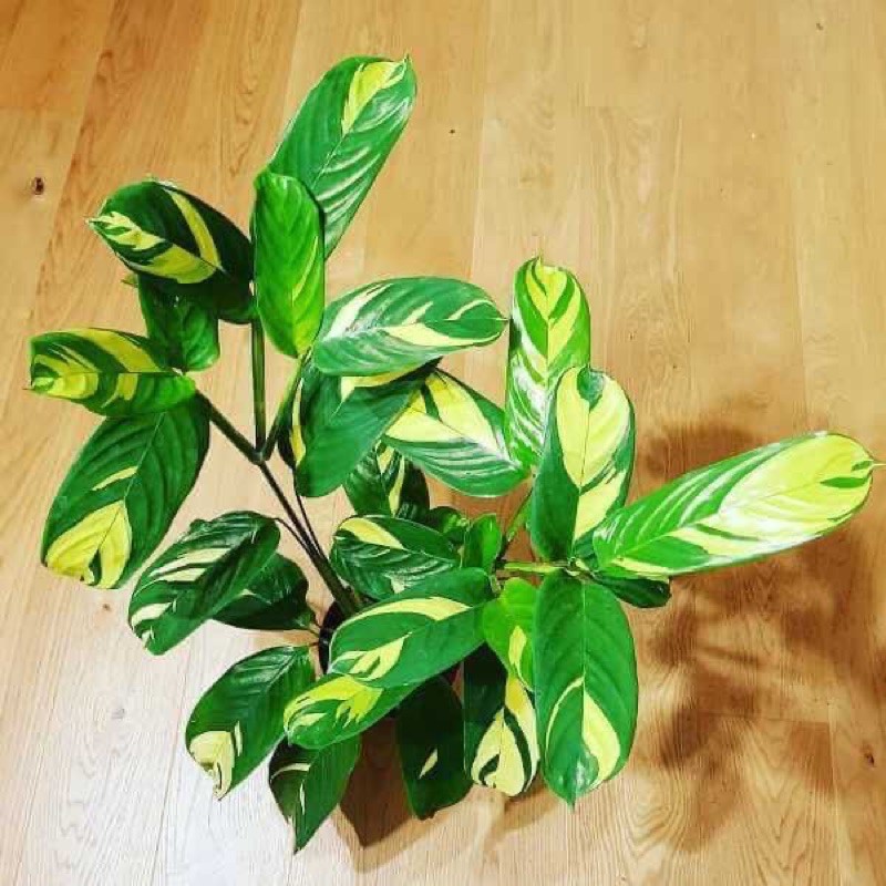 Chậu cứng Đuôi công Golden mosaic cực đẹp