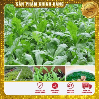 Bộ gói hạt giống Cải cúc Tẻ