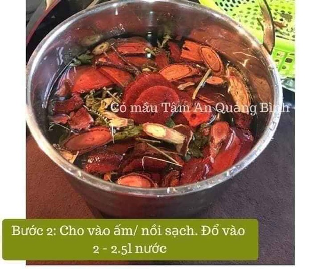 Cỏ máu Tâm An Quảng Bình