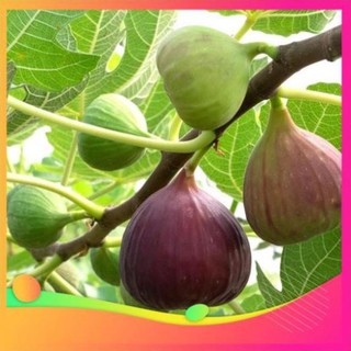 Gói 10 hạt giống sung Mỹ Nanuseeds UY TÍN, GIÁ RẺ, CHẤT LƯỢNG BÀ CON AN TÂM ƯƠM MẦM