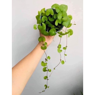 Hạt Giống Rau Má Lá Nhỏ