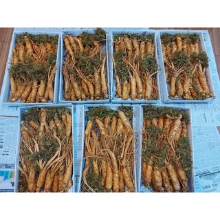 Sâm tươi hàn quốc 6 năm tuổi ( 20-22 củ 1kg )