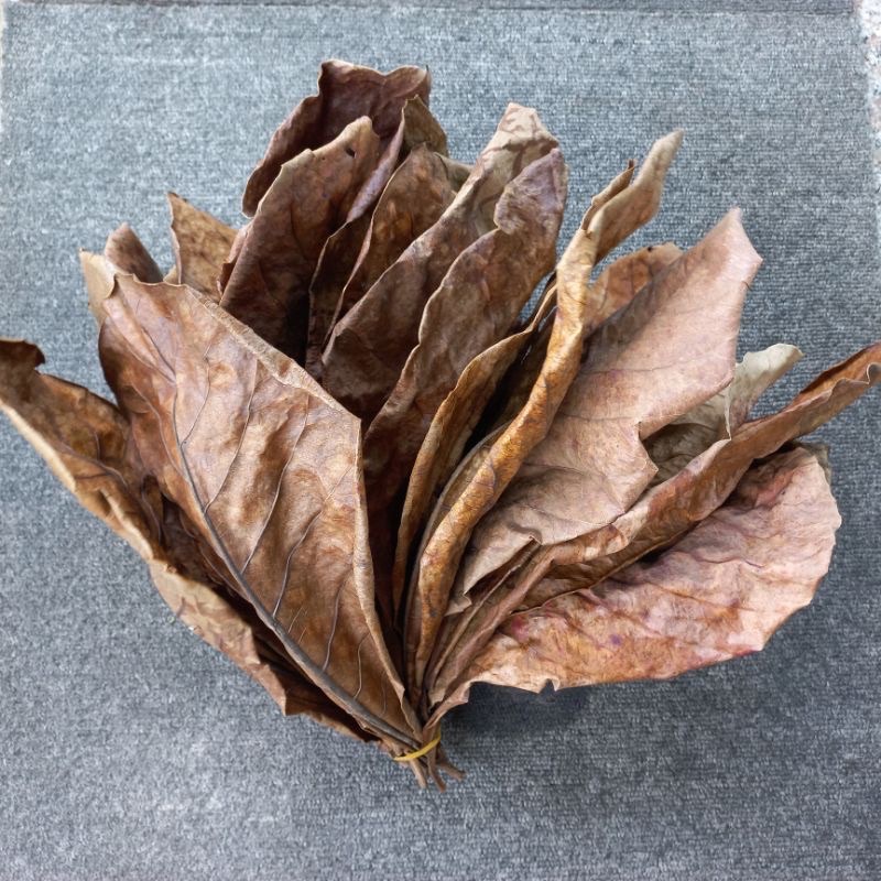 10 lá bàng khô, thần dược cho cá cảnh