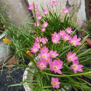 Củ hoa huệ mưa (hoa báo bão)2