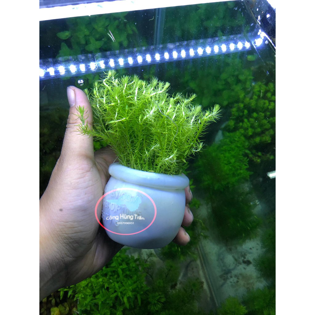 LIỄU BÔNG - BẠC ĐẦU BÔNG | CÂY THỦY SINH DỄ CHĂM SÓC KHÔNG CO2 SIÊU ĐẸP