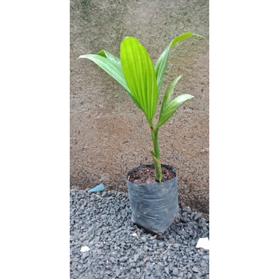 Cây cau tứ thời giống
