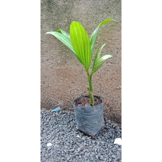 Cây cau tứ thời giống