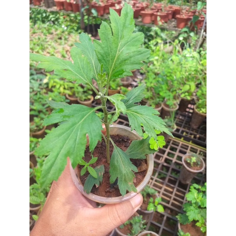 Cúc cổ tiểu thư kháng sâu bọ
