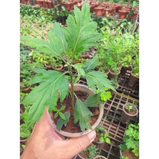 cúc cổ tiểu thư kháng sâu bọ