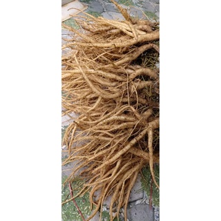 SÂM DÂY NGỌC LINH TƯƠI (KON TUM- TÂY NGUYÊN)