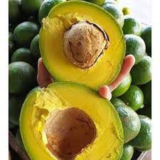 CÂY GIỐNG BƠ BOOTH 7 SIÊU NGON SIÊU QUẢ- CAM KÊT GIỐNG CHUẨN F1