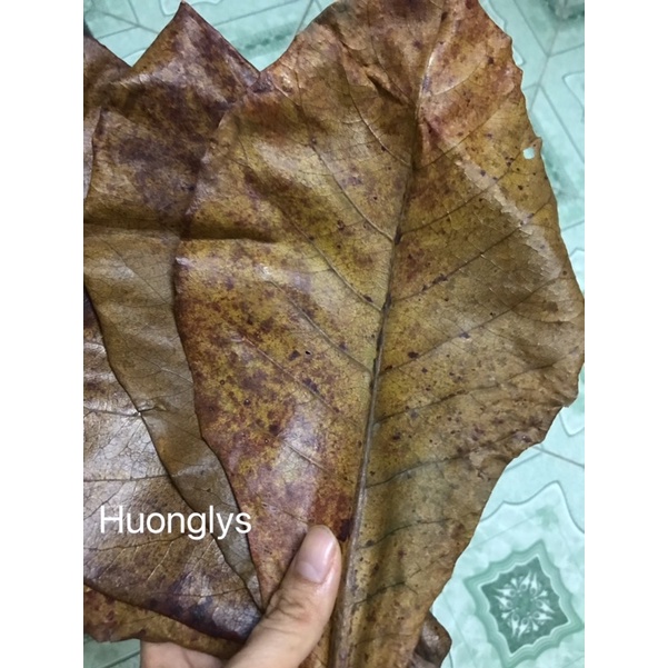 40 lá bàng loại lá rụng khô tự nhiên
