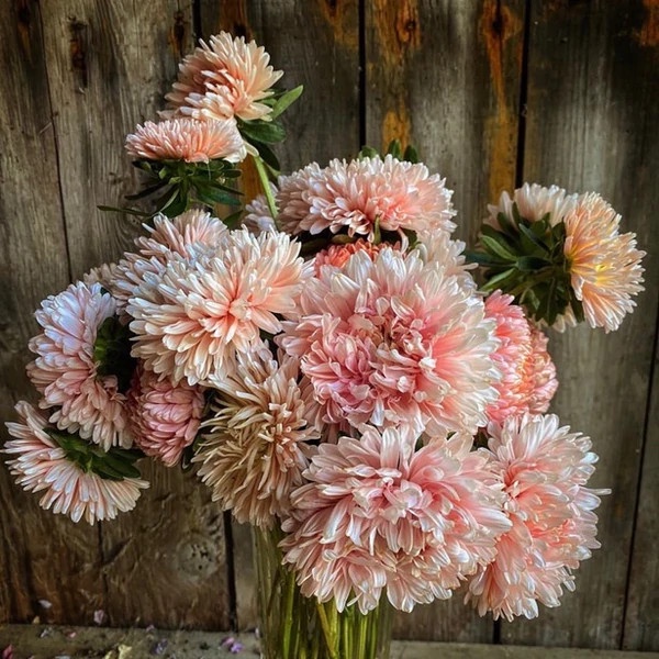 HẠT GIỐNG CÚC MAGIC CHAMIOS