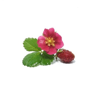 Hạt giống dâu tây rừng safflower ~ quý hiếm 100h