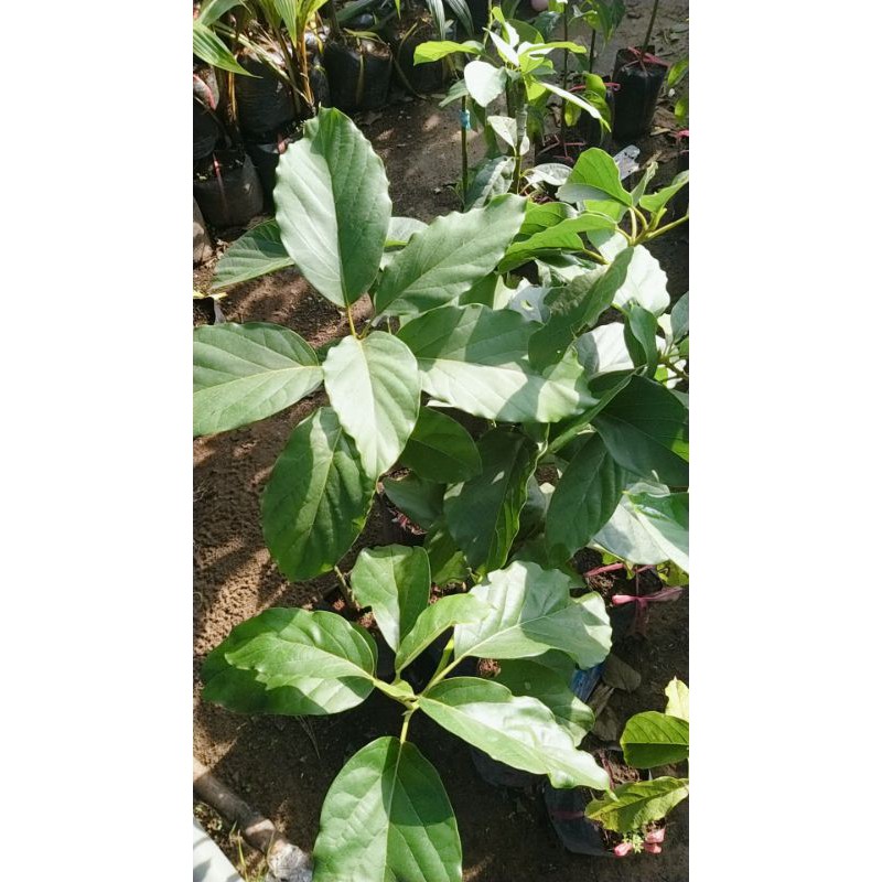 CÂY GIỐNG BƠ 034