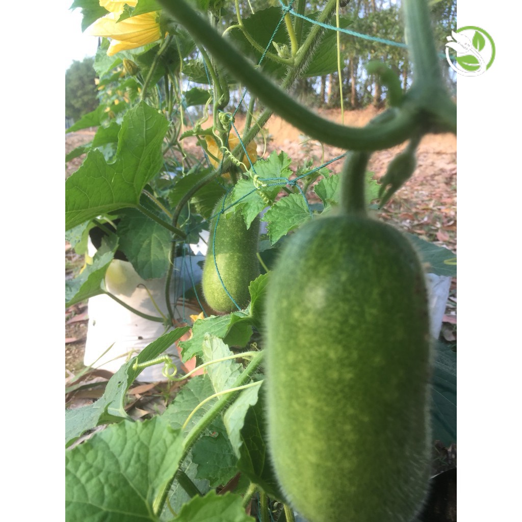 Hạt Giống Bí Đao F1 WG-9 Phú Nông - Gói 0.2g - Wax Gourd