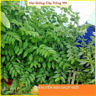 Hạt giống Rau Ngót Dễ Trồng, Cây Sinh Trưởng Tốt khuyến mại shop mới