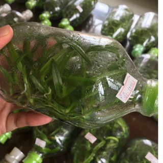 chai mô dendro chớp lại chớp