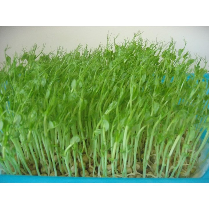 HẠT GIỐNG MẦM ĐẬU HÀ LAN - GÓI 50 GRAM