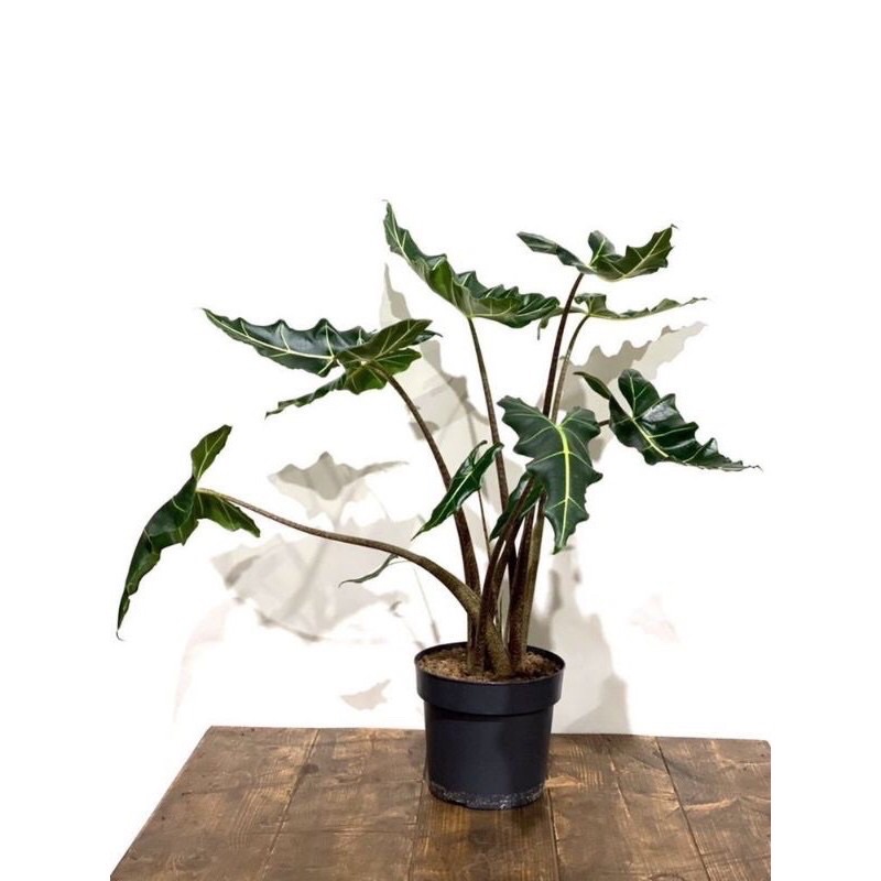 Cây Alocasia Sarian- cây nhỏ,rễ sâu, khỏe mạnh