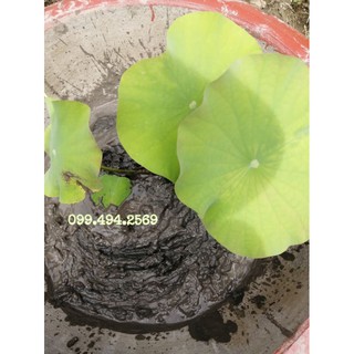 bùn phù sa trồng sen