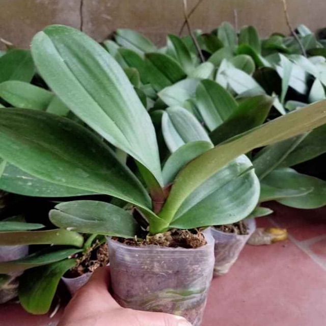 Lan hồ điệp đại cốc 3.5
