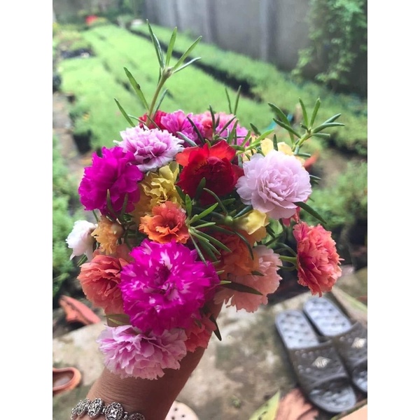 1kg Cành hoa 10 giờ thái kép bông to siêu hoa mix đủ 15 màu