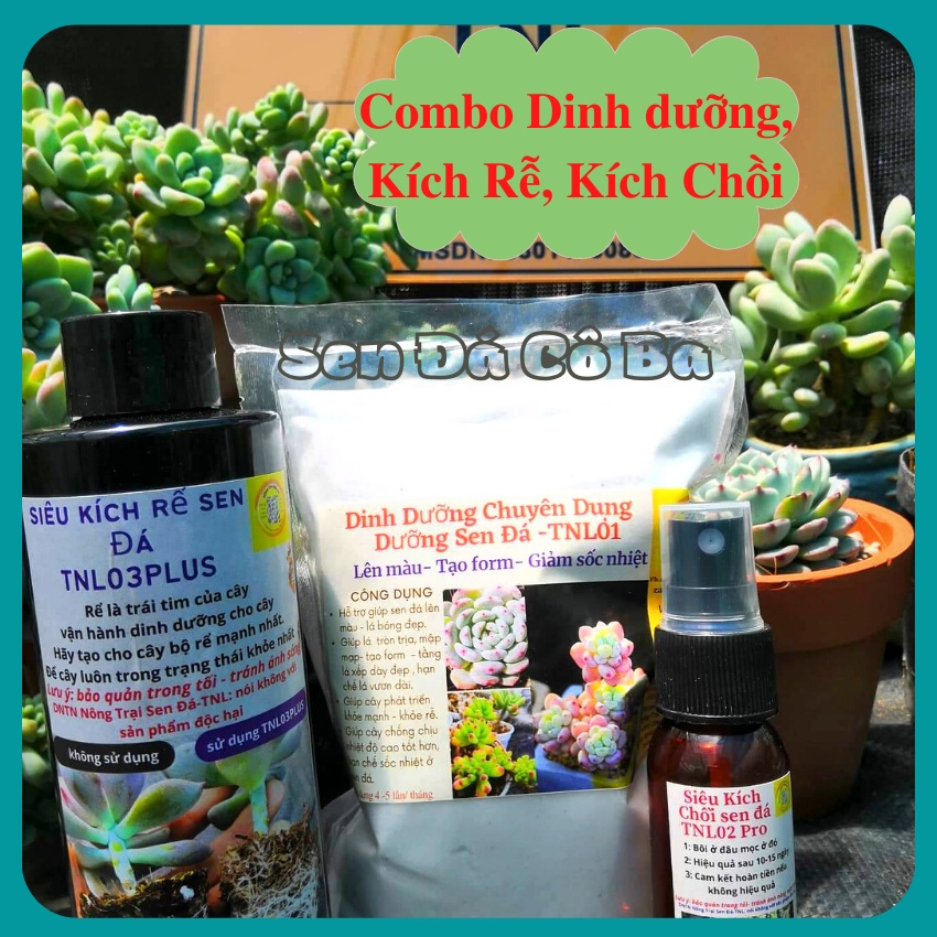 Combo Bộ 3 Dinh dưỡng, kích rễ, kích chồi cho sen đá, giúp sen khỏe đẹp, lên màu, tạo dáng, nhiều cành, cam kết hiệu quả