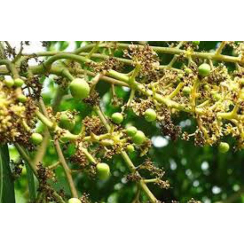 Chế Phẩm SIÊU BO ĐẬM ĐẶC PROFARM LBOR: Hạn Chế Rụng Trái Non - Rụng/Thui Hoa