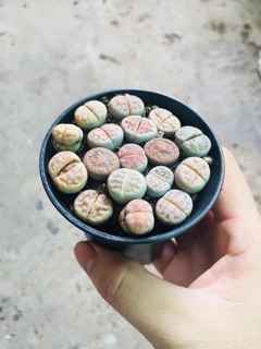 THẠCH LAN (LITHOPS)