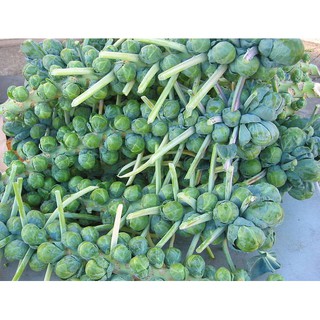 Hạt Giống Bắp Cải Mini