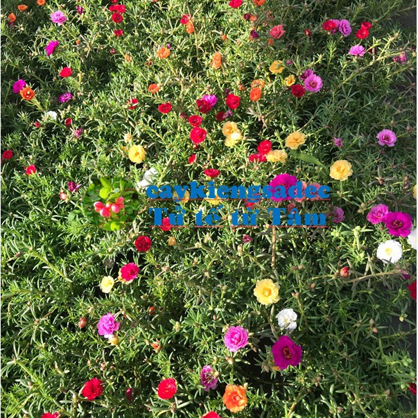 Caykiengsadec Hoa mười giờ + tặng phân bón-hoa kiểng lá - trang trí nội thất cảnh quan sân vườn ngoài trời