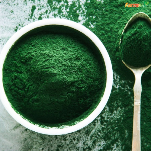 Bột tảo xoắn Nhật Bản SPIRULINA ,giảm mụn thâm, chống lão hoá hiệu quả - 100g/250g