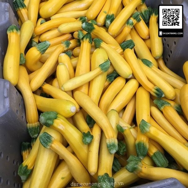 Hạt giống bí ngồi vàng - Gói 1g (10-15 hạt)