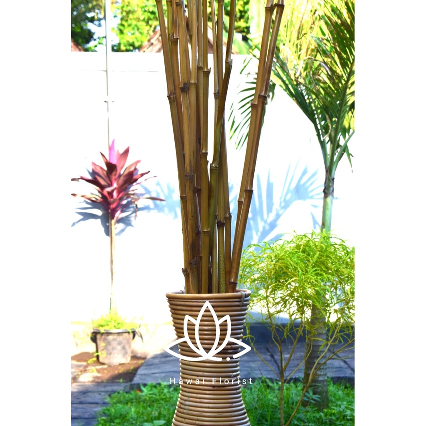 Set 10 cây tre tự nhiên 190cm chuyên dụng | BigBuy360 - bigbuy360.vn