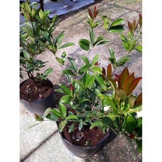 CÂY GIỐNG CHERRY NHIỆT ĐỚI
