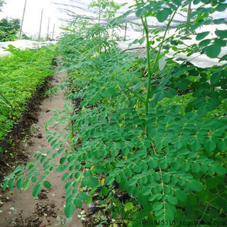 HẠT GIỐNG CÂY CHÙM NGÂY 5 HẠT