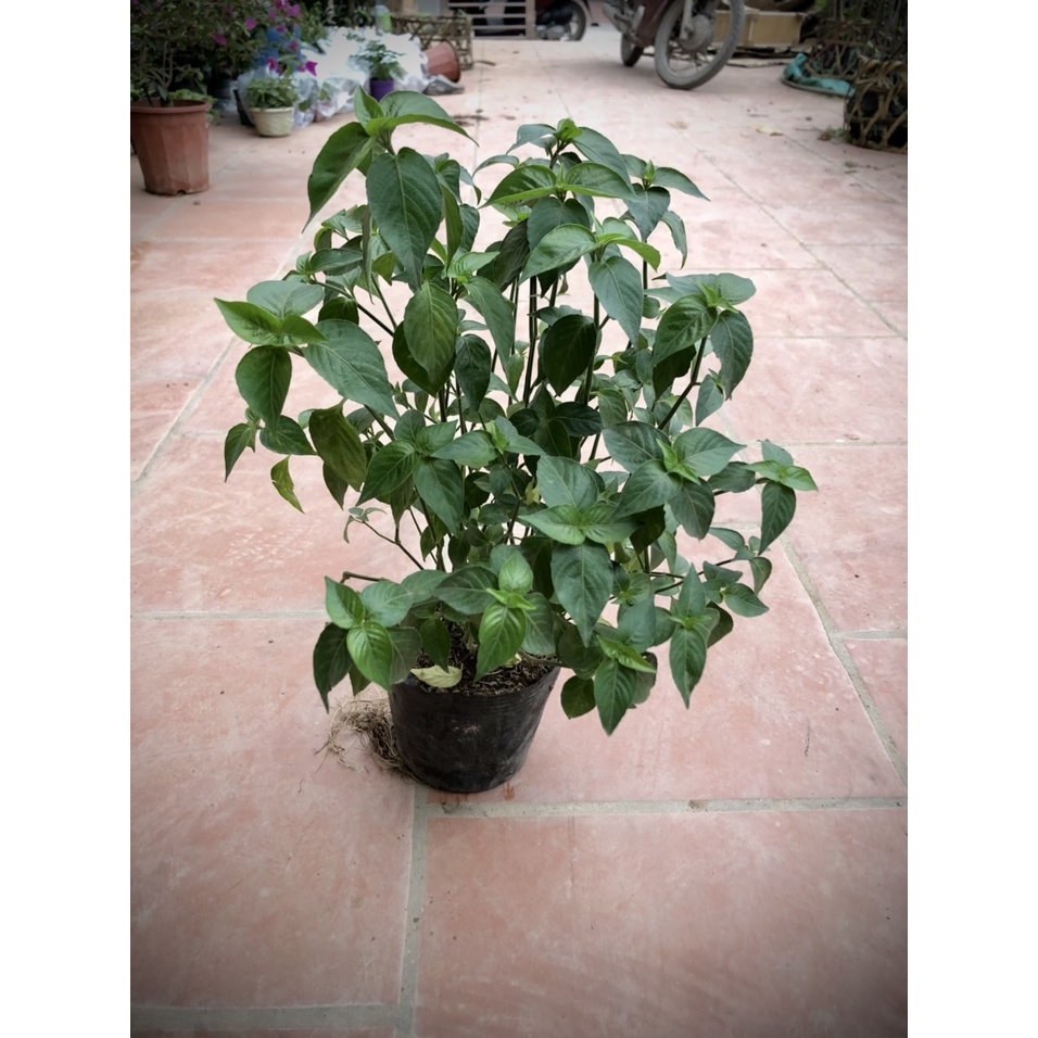 Cây lá cẩm đỏ - THẾ GIỚI HOA CÂY CẢNH - cao 40 cm  - Cây thảo mộc..