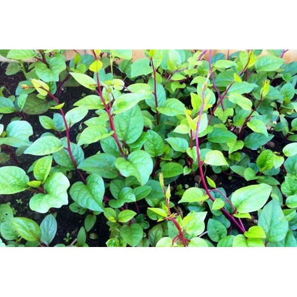 Hạt giống rau Mồng Tơi Đỏ (Mùng tơi Tím) Thái Lan 1gr nhập nguyên gói (Red Ceylon Spinach)
