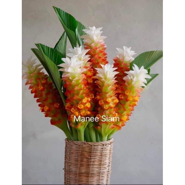 Củ nghệ globa Chơi Tết