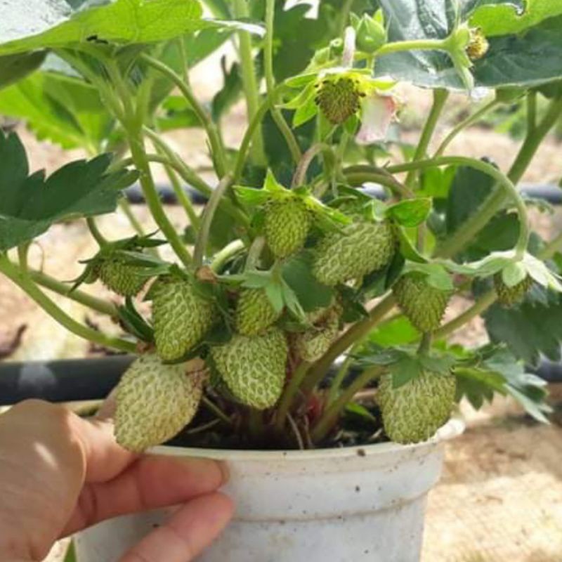 cây dâu tây đang hoa và quả