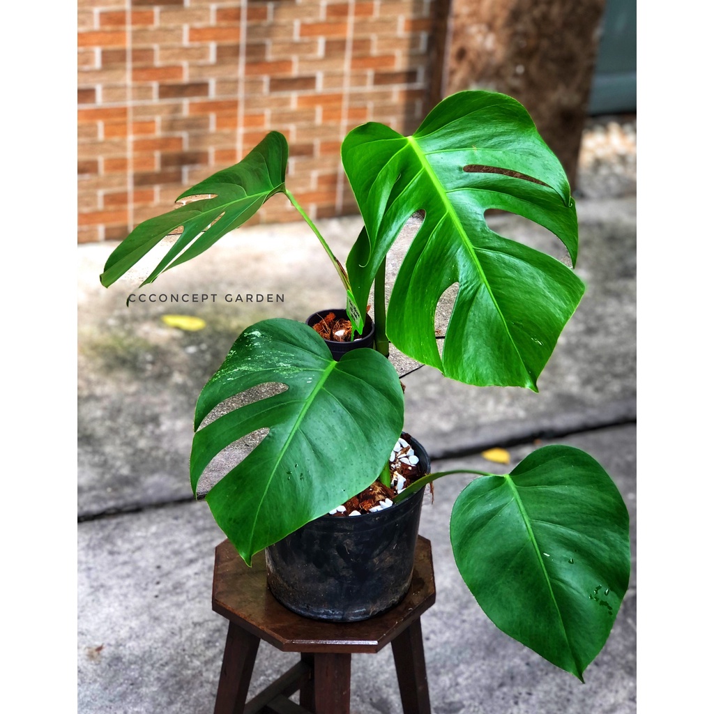 Monstera Albo Var Hồi Xanh